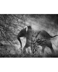 Elefante en el Kafue National Park, Zambia