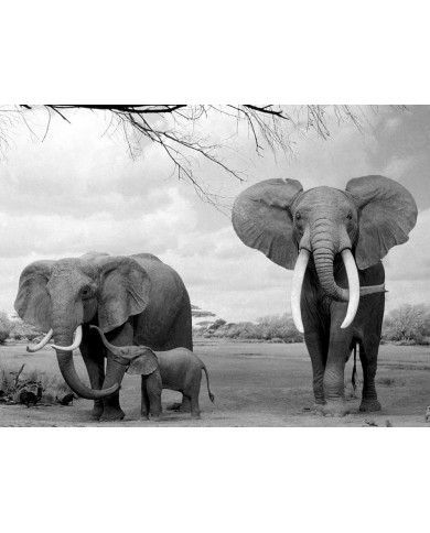 Elephants with their young, Moremi National Park, Botswana
