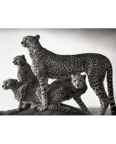 Familia de cheetas en el parque Masai Mara, Tanzania Familia de cheetas en el parque Masai Mara, Tanzania