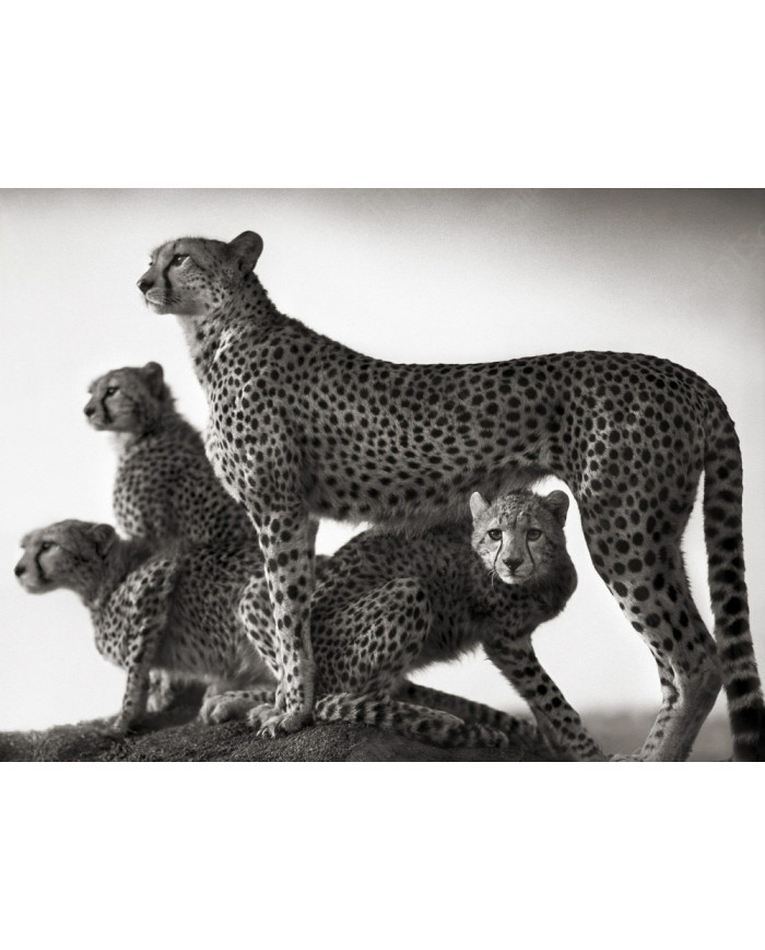 Familia de cheetas en el parque Masai Mara, Tanzania