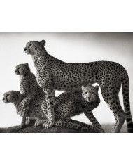 Elefantes con su cría, Parque Nacional Moremi, Botswana