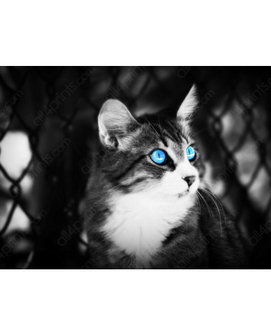 Gato Gato