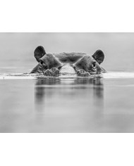 Jirafas bebiendo, Kruger National Park, Sudáfrica