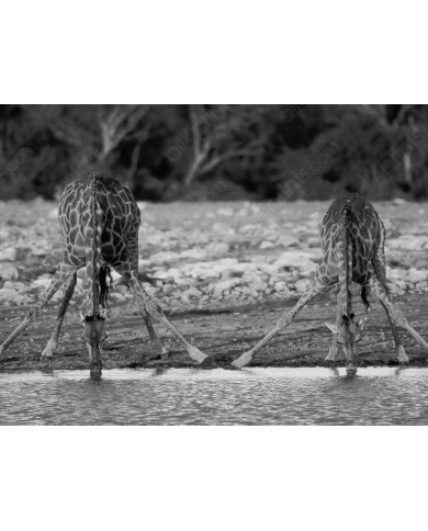 Giraffes drinking, Kruger National Park, South Africa