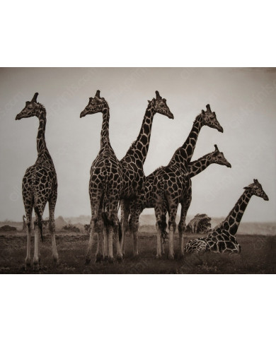 Jirafas en el Parque Nacional Kruger, SudÁfrica Jirafas en el Parque Nacional Kruger, SudÁfrica