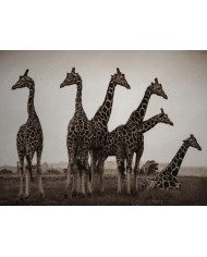 Jirafas bebiendo, Kruger National Park, Sudáfrica