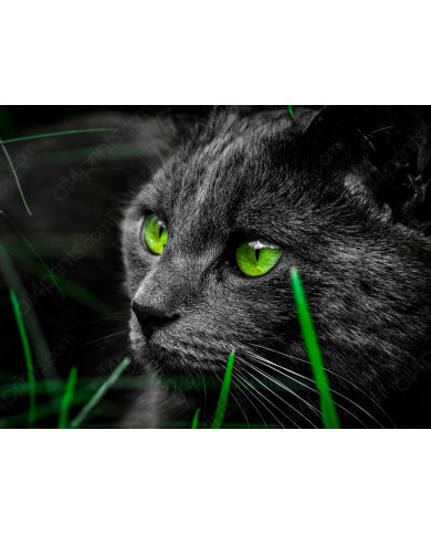 La mirada del gato La mirada del gato