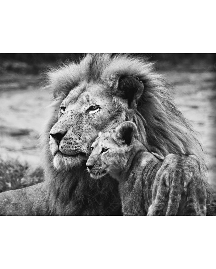 Lion et lionceau, Parc National Masai Mara,Tanzanie