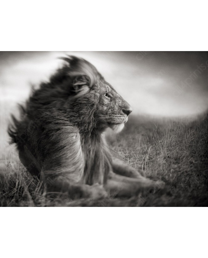 León, Parque Nacional Serengueti, Tanzania