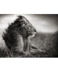 León, Parque Nacional Serengueti, Tanzania