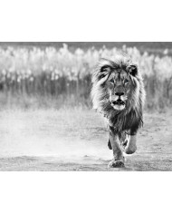 León, Parque Nacional Serengueti, Tanzania