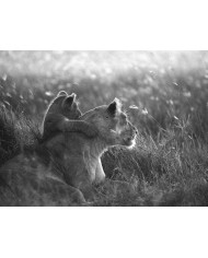 León, Parque Nacional Serengueti, Tanzania