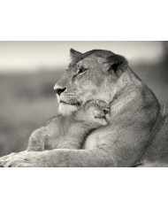 Leona con su cachorro, Parque Nacional Masai Mara, Tanzania