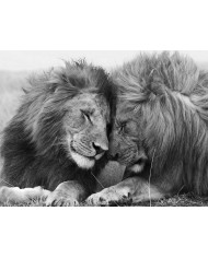 Leones, Parque Nacional Serengueti, Tanzania
