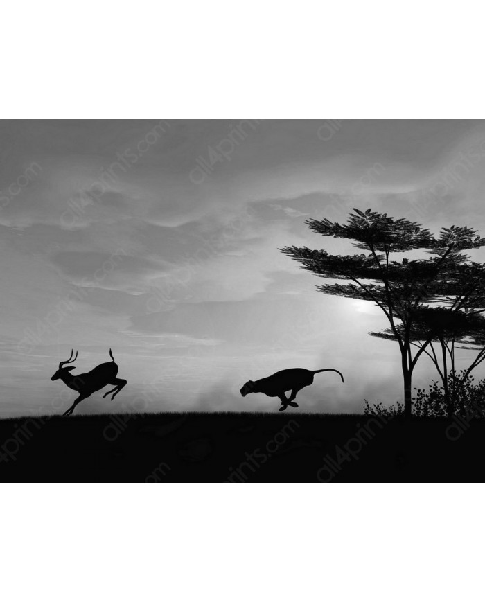 Leopardo cazando, Parque Nacional Chobe, Botswana