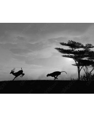 Leones, Parque Nacional Serengueti, Tanzania
