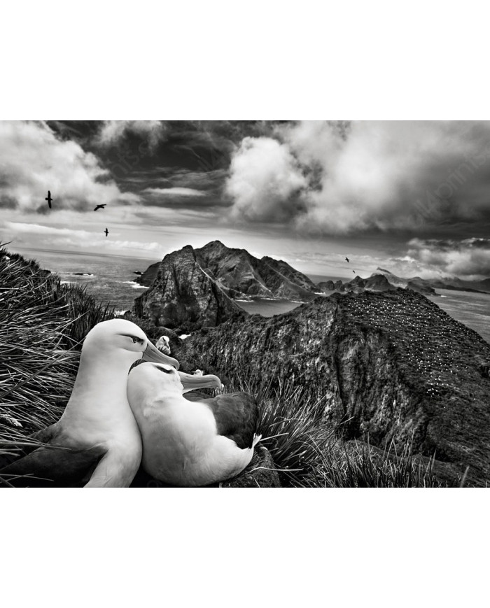 Libertad en los aires