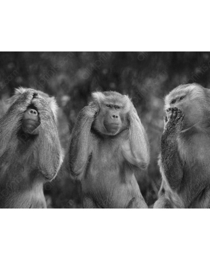 Los tres monos sabios, San Saru