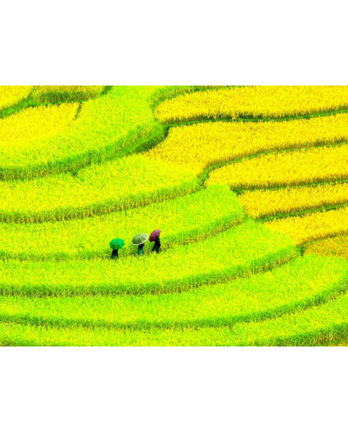 Prados cultivados, China