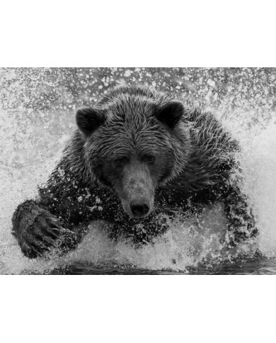 Oso pardo Oso pardo