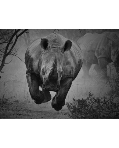 Rinoceronte en estampida, Parque Nacional Kruger, SudÀfrica