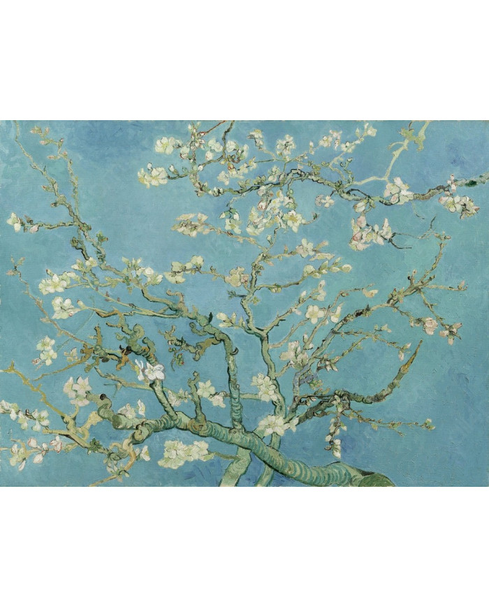 Vicent van Gogh, Branches d&#039;amandier en fleurs
