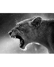 Camino de la Isla Honshu,Japón