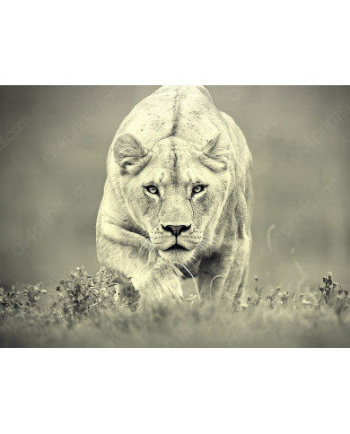 Leona cazando,Parque Nacional Hwange,Zimbabue Leona cazando,Parque Nacional Hwange,Zimbabue