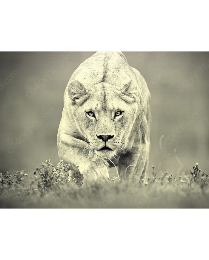 Leona cazando,Parque Nacional Hwange,Zimbabue