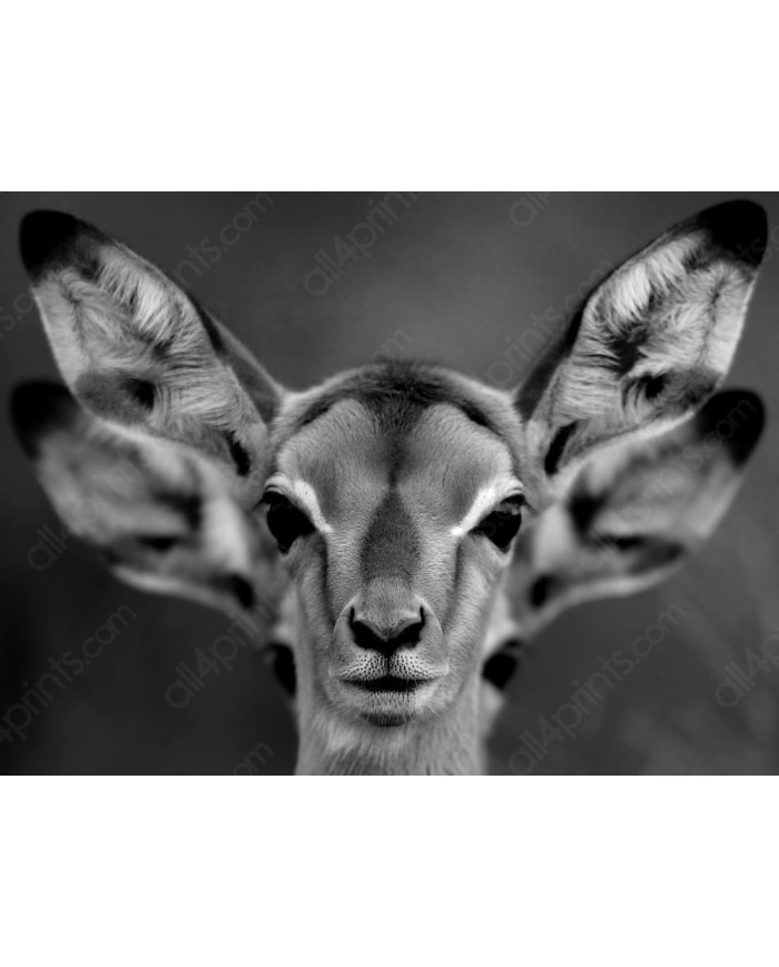 Cervatillos en la sabana africana,Parque Nacional Moremi,