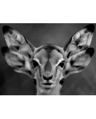 Antílopes en la sabana africana, Parque Nacional Moremi, Botswana