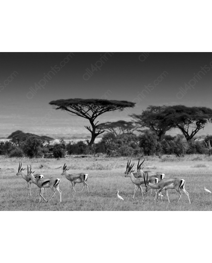 Antílopes en la sabana africana, Parque Nacional Moremi, Botswana