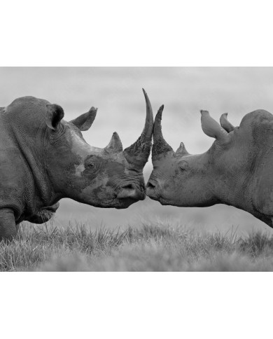 Rinocerontes  antes de la pelea, Parque Nacional Etosha, Namibia Rinocerontes  antes de la pelea, Parque Nacional Etosha, Namibia