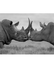 Antílopes en la sabana africana, Parque Nacional Moremi, Botswana