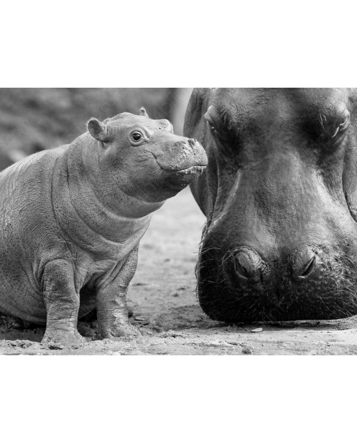 Hipopótamo con su cría en el Kruger National Park,Sudáfric