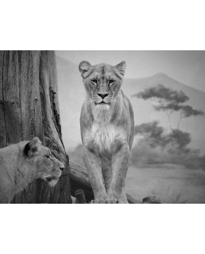 Pareja de Leonas, Parque Nacional Serengueti, Tanzania