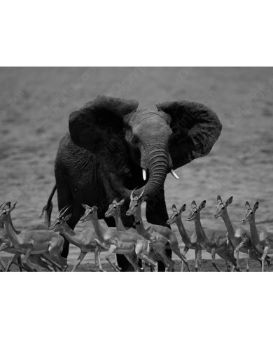 Elefante con antílopes, delta del Okavango, Botswana Elefante con antílopes, delta del Okavango, Botswana