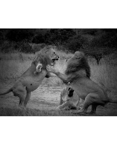 Lucha entre leones, Parque Nacional Masai Mara, Kenia Lucha entre leones, Parque Nacional Masai Mara, Kenia
