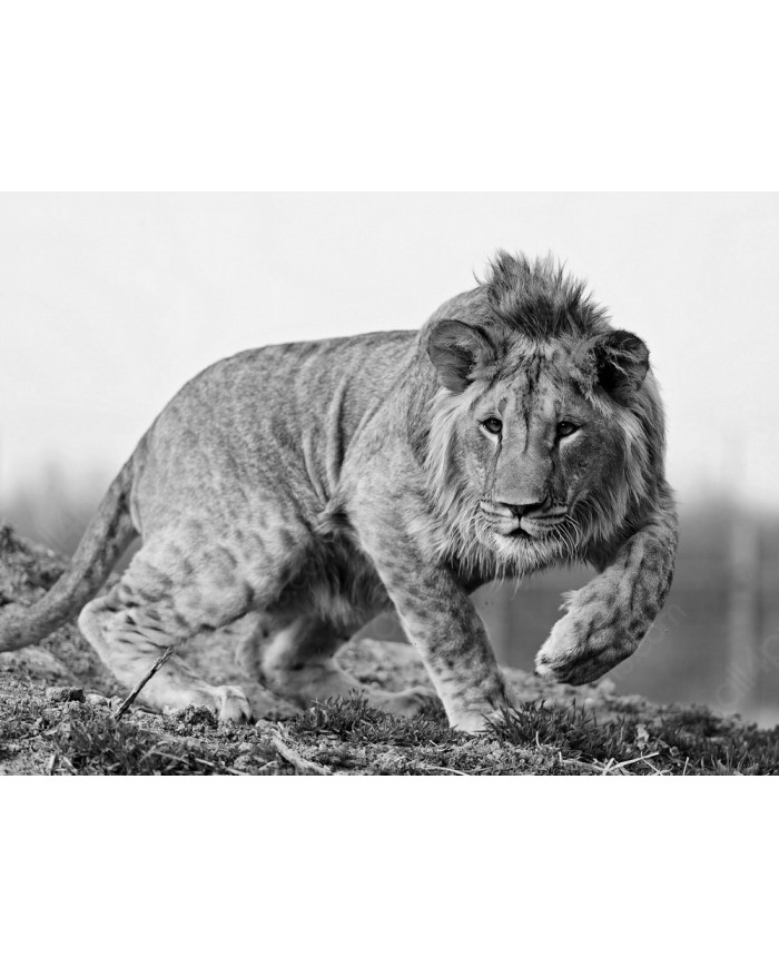 León cachorro, Parque Nacional Kruger, SudÁfrica