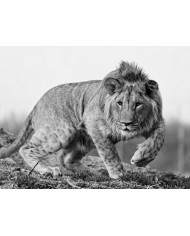 Ceremonia del Shichi-Go-San , 15 de Noviembre, Japón