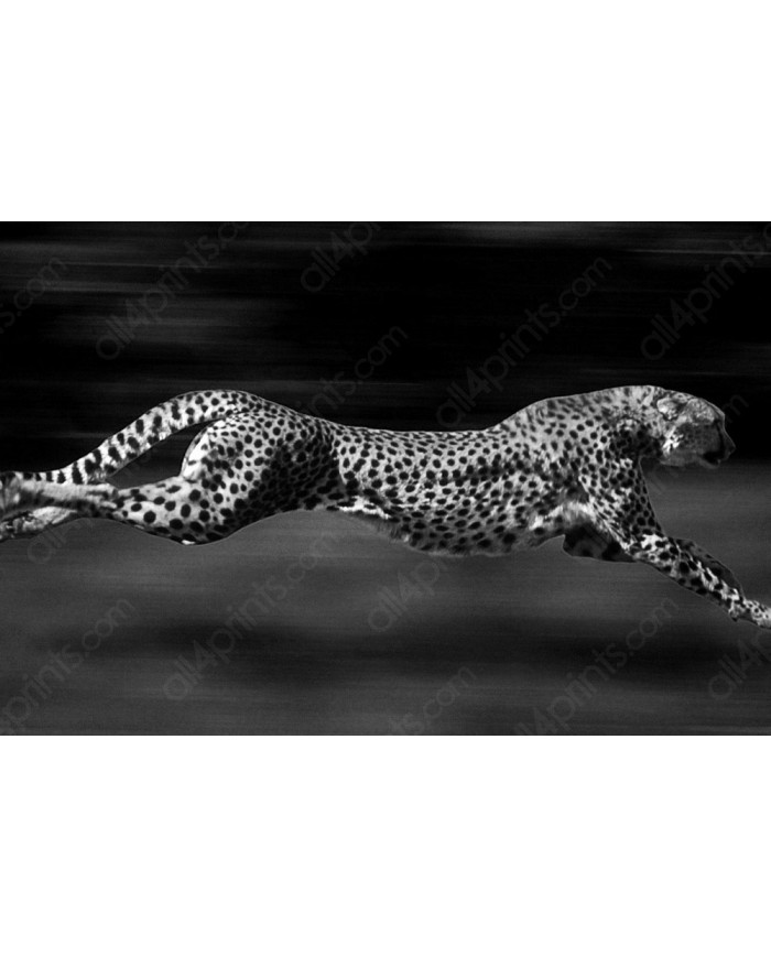 Leopardo, Parque Nacional Serengueti, Tanzania