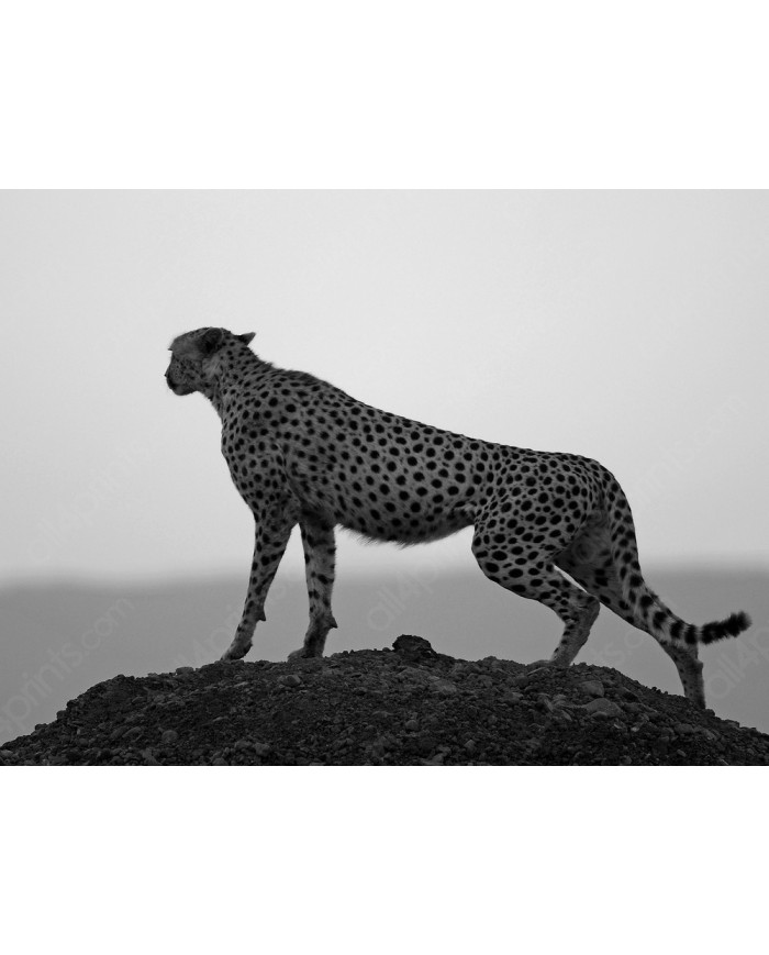 Guepardo,  Parque Nacional Kruger, SudÁfrica