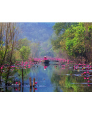 Pit bull terrier americano