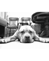 Pit bull terrier americano