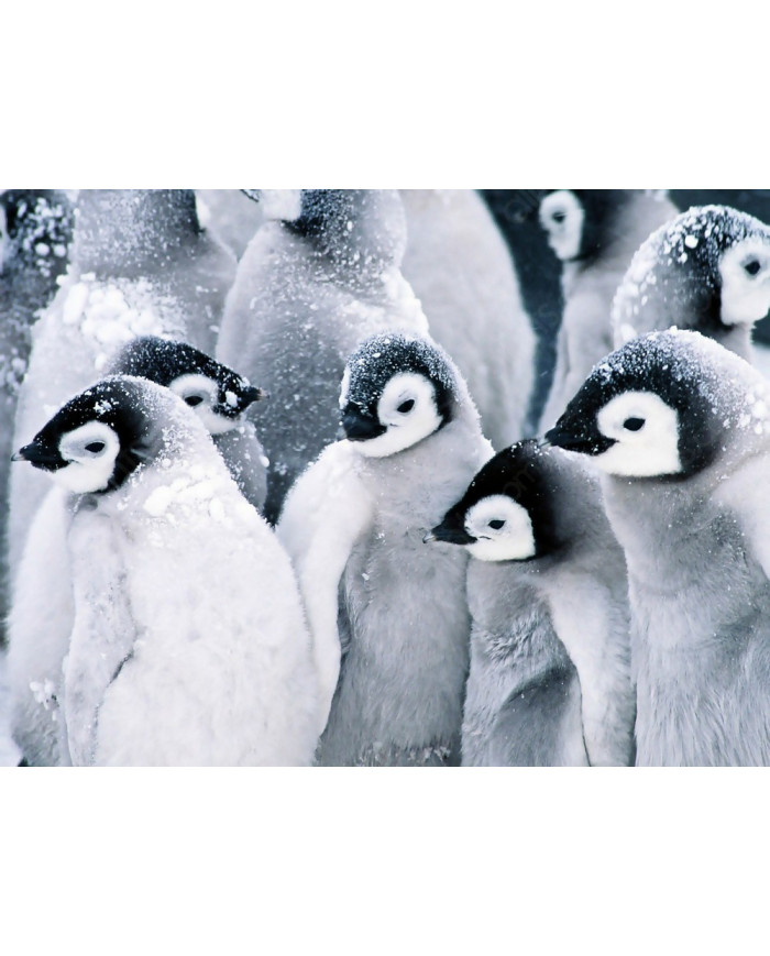 Pingüinos emperador bebés