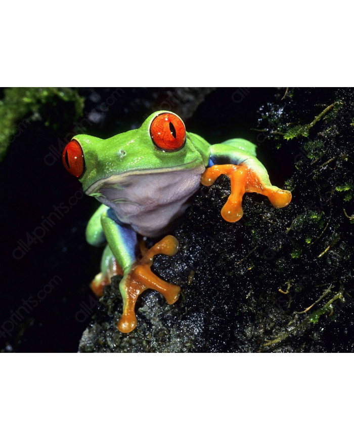 Rana verde de ojos rojos