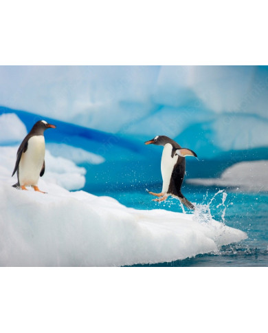 Pingüino emperador Pingüino emperador
