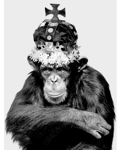 El rey chimpazé El rey chimpazé