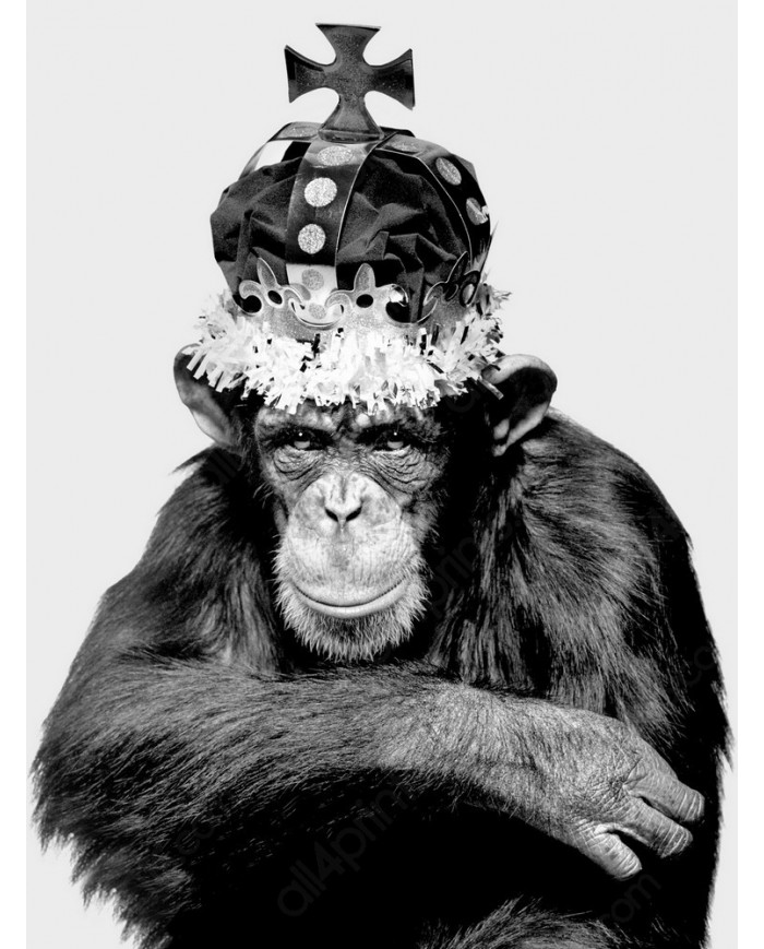 El rey chimpazé