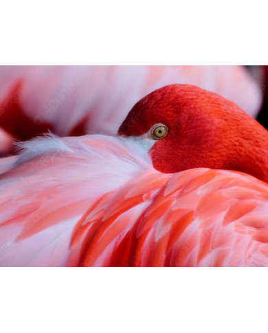 Flamenco rojo Flamenco rojo